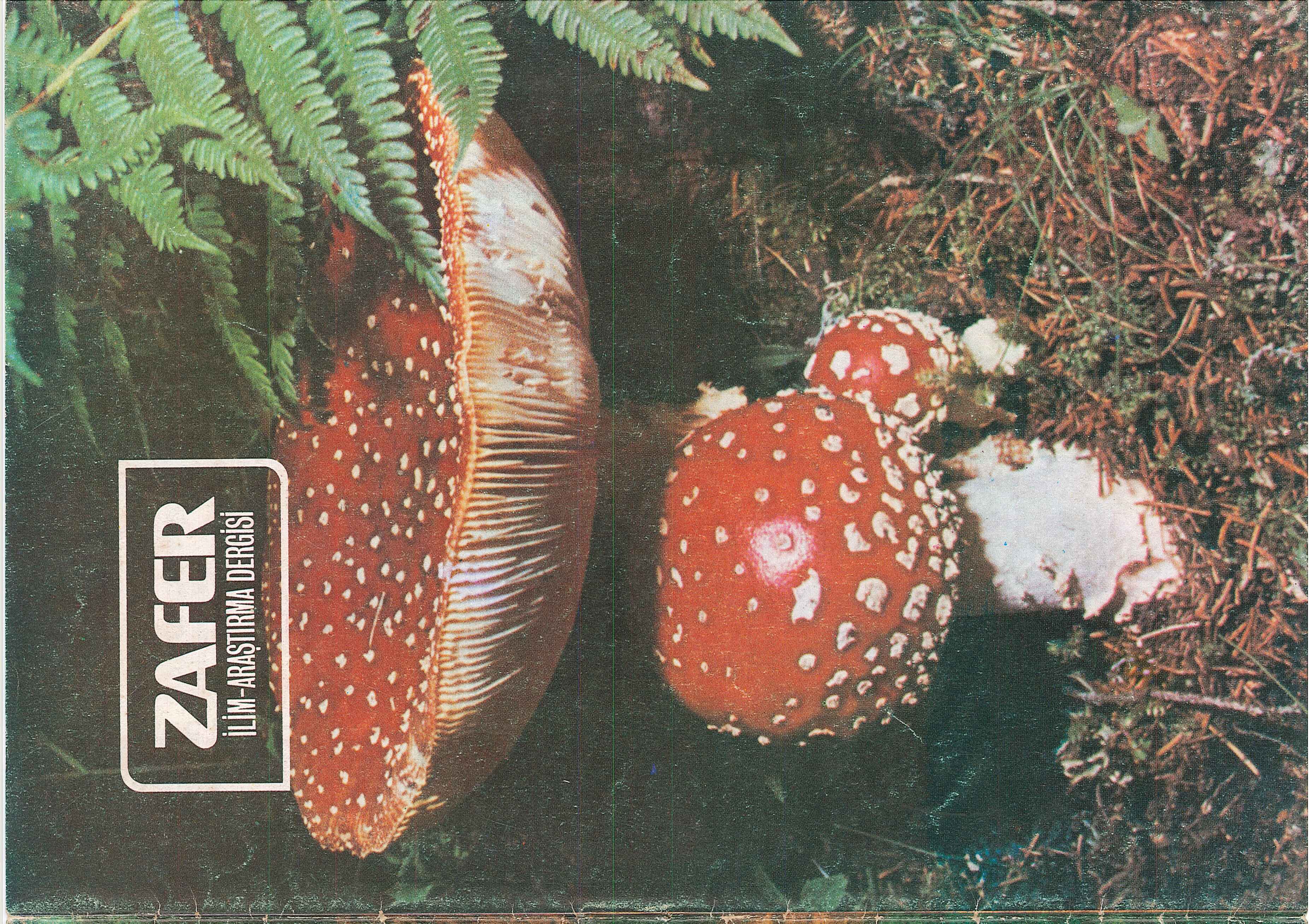41. Sayı Kapağı